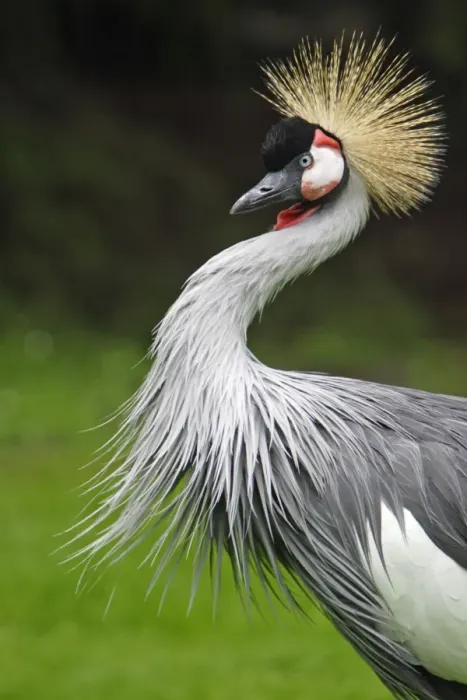 Framed Print : Grey Crowned Crane - Portrait, Lower Saxony, Germnay Framed Print : Grey Crowned Crane - Portrait, Lower Saxony, Germnay