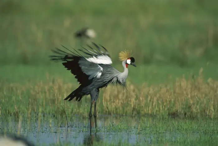 Framed Print : Grey-crowned Crane - in shallow water - Masai Mara National Reserve - Kenya, eastern and southern Africa JFL11276 Framed Print : Grey-crowned Crane - in shallow water - Masai Mara National Reserve - Kenya, eastern and southern Africa JFL11276