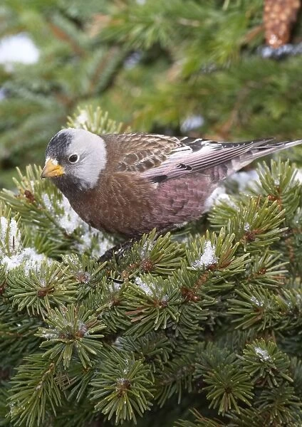 Grey-crowned Rosy-Finch in winter. Homer, Alaska
