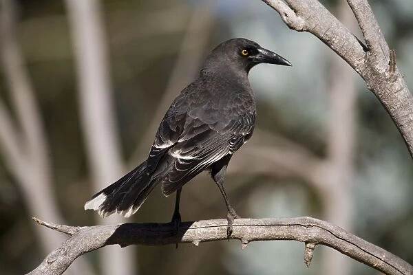 Grey Currawong This is the Western Australian race in Dryandra State Forest. A variable species found across southern Australia in open woodland, mallee, scrub and farmlands