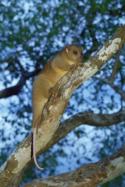 Grey Cuscus  /  formerly known as North Common Cuscus; on branch in tree, Western Sepik, Papua New Guinea JPF27241