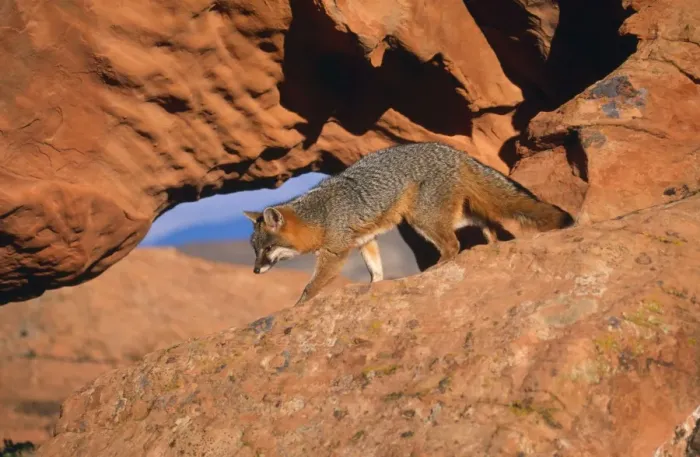 Framed Print : Grey Fox. WAT-4977. Grey Fox - on rocks. Urocyon cinereoargenteus Framed Print : Grey Fox. WAT-4977. Grey Fox - on rocks. Urocyon cinereoargenteus