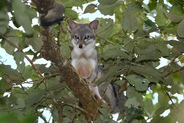 Grey Fox Belize