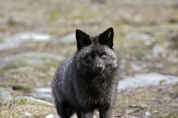 Grey Fox. Finland. Captivity