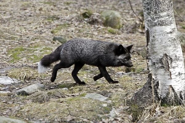 Grey Fox. Finland. Captivity