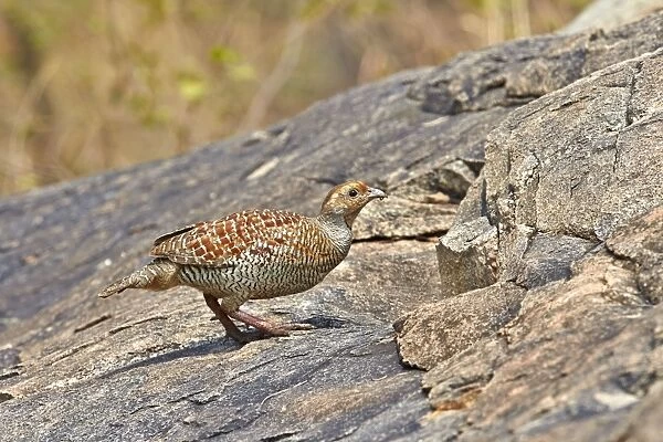 Grey Francolin (formerly also called the Grey Partridge)