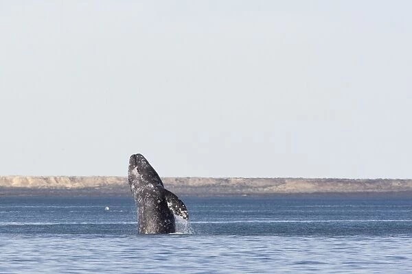 Grey  /  Gray Whale - breaching - San Ignacio Lagoon - Baja California - Mexico