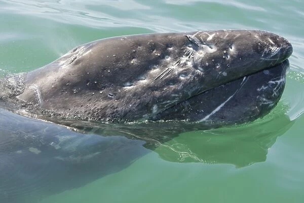 Grey  /  Gray Whale - calf - San Ignacio Lagoon - Baja California - Mexico