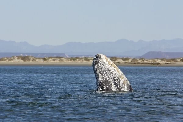 Grey  /  Gray Whale - spyhopping - San Ignacio Lagoon - Baja California - Mexico