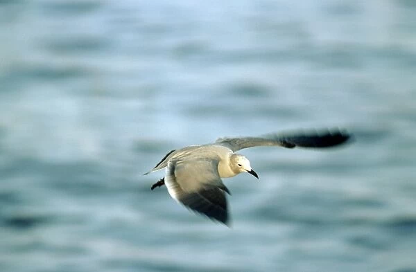 Grey Gull - Peru