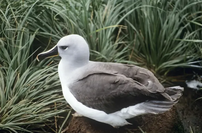 Framed Print : Grey-Headed Albatross Framed Print : Grey-Headed Albatross