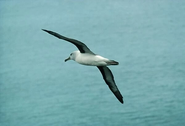 Grey-headed Albatross In flight. Elsehul, South Georgia