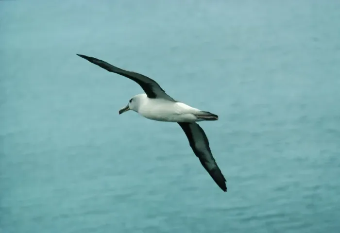 Framed Print : Grey-headed Albatross In flight. Elsehul, South Georgia Framed Print : Grey-headed Albatross In flight. Elsehul, South Georgia