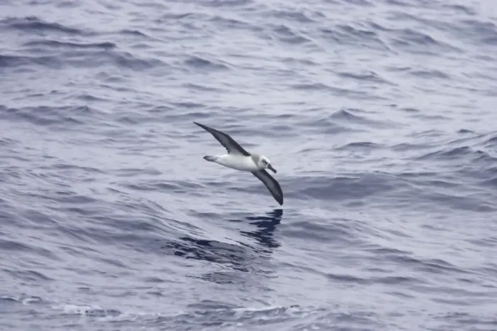 Framed Print : Grey Headed Albatross - In flight over sea Diomedea chrysostoma Drake Passage Antarctica BI012370 Framed Print : Grey Headed Albatross - In flight over sea Diomedea chrysostoma Drake Passage Antarctica BI012370