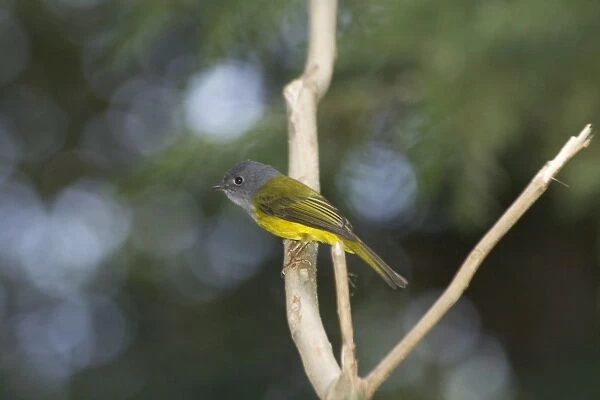 Grey-headed Canary Flycatcher - Inhabits forests and wooded areas. Breeds only in hills and mountains of the Indian subcontinent. Photographed at Ootacamund Botanic Gardens, Nilgiri Hills, Western Ghats, Tamil Nadu, India, Asia