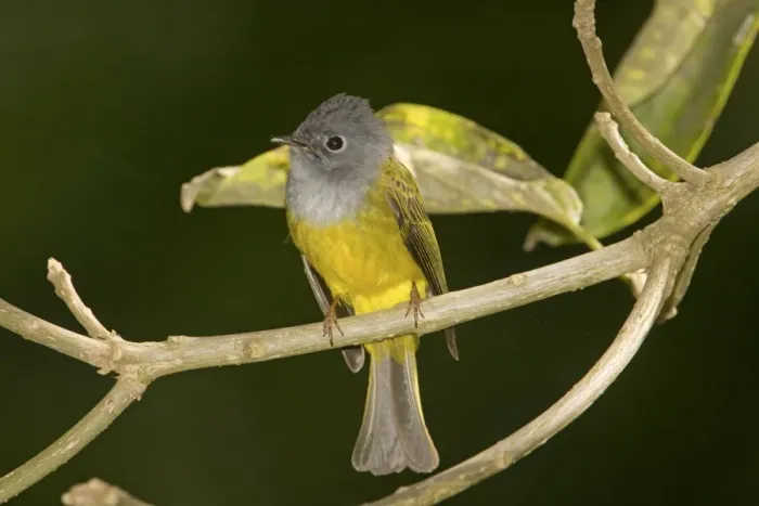 Framed Print : Grey-headed Canary-Flycatcher - Ootacamund Botanic Garden, Nilgiri Hills, Tamil Nadu, India