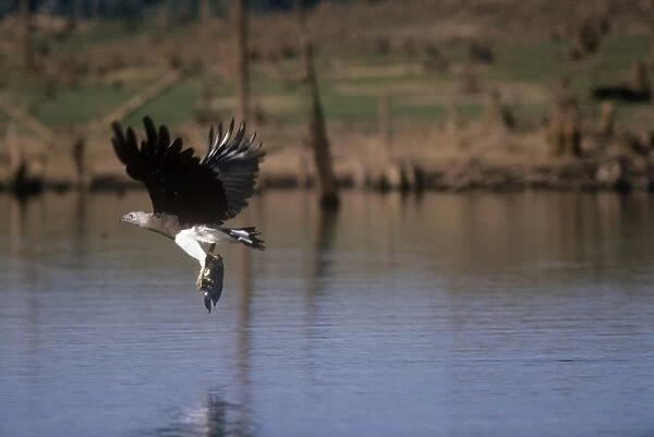 Grey Headed Fishing Eagle - in flight with fish prey