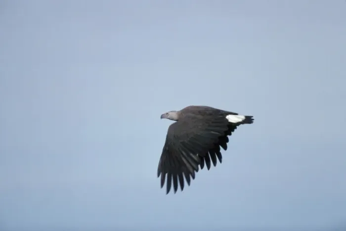 Framed Print : Grey Headed Fishing Eagle - in flight - Sri Lanka Framed Print : Grey Headed Fishing Eagle - in flight - Sri Lanka