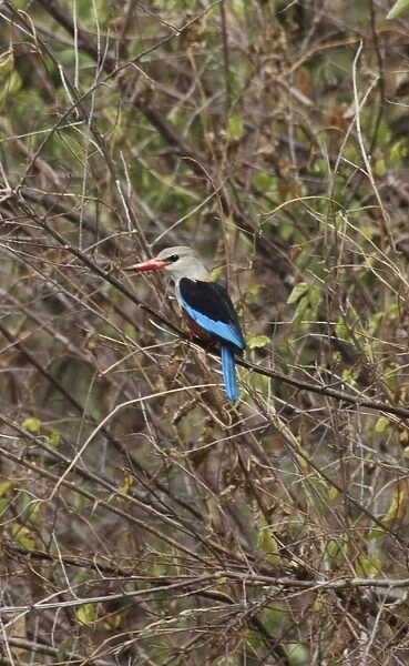 Grey Headed  /  Grey-headed Kingfisher - Perched on branch Ubiquitous, East Africa