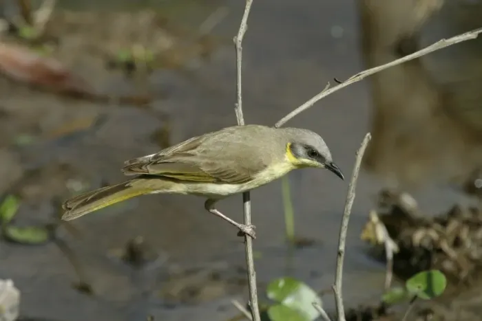 Framed Print : Grey-headed Honeyeater Lake Moondarra, Mt Isa, Queensland, Australia