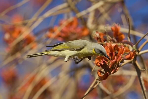 Grey-headed Honeyeater At Mt Liebig Aboriginal Community, Northern Territory, Australia. The tree it is on is Erythrina vespertilio variously called Bat's Wing Coral Tee, Grey Corkwood and Stuart Bean Tree