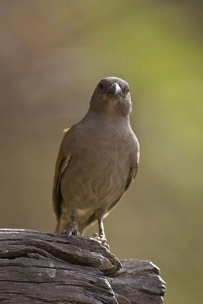 Grey-headed Parrot-billed Sparrow Sarara Camp, Namunyak Conservancy, Northern Rangelands, Kenya