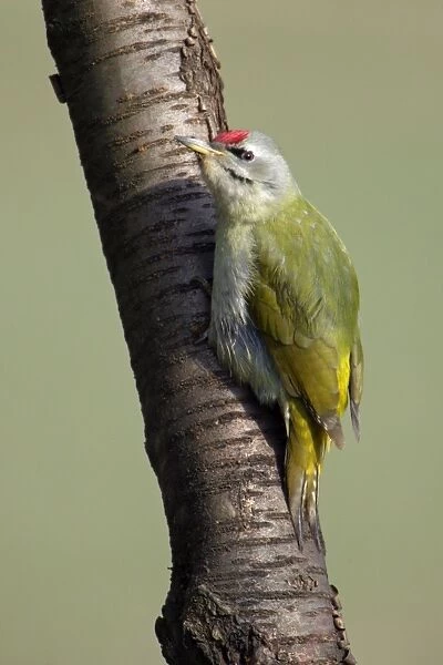 Grey Headed Woodpecker - Male perched on tree stem Lower Saxony, Germany