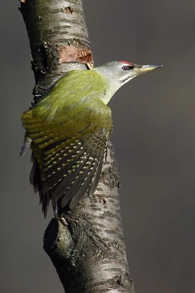 Grey Headed Woodpecker - Male stretching wing Lower Saxony, Germany