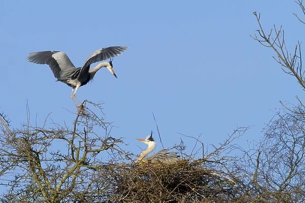 Grey Heron - two adult birds at nest - Wiltshire - England - UK