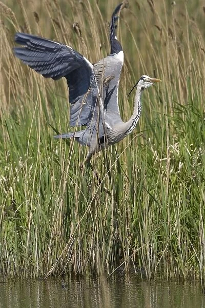 Grey Heron - adult flying out from reed bed on waters edge, May. Strumpshaw, Norfolk, U. K