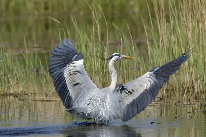 Framed Print : Grey Heron - adult landing in water with wings raised, May. Strumpshaw, Norfolk, U. K Framed Print : Grey Heron - adult landing in water with wings raised, May. Strumpshaw, Norfolk, U. K