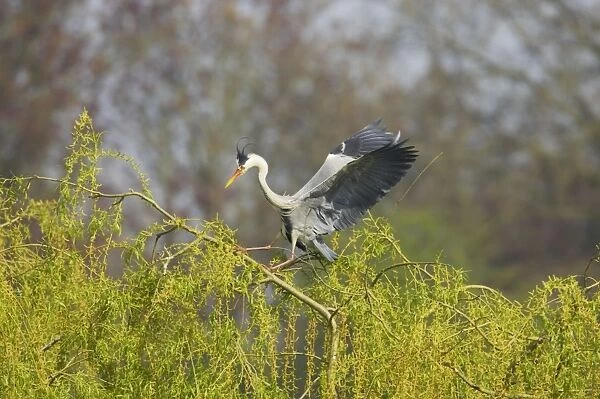 Grey Heron - Balancing on Willow Tree in Wind Ardea cinerea Hertfordshire, UK BI009709