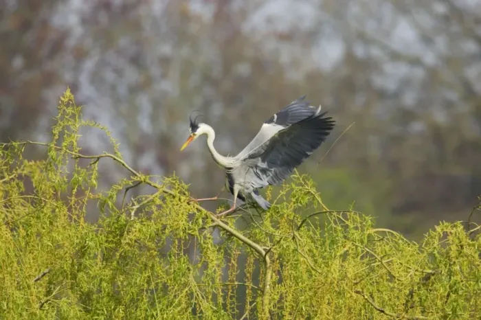 Framed Print : Grey Heron - Balancing on Willow Tree in Wind Ardea cinerea Hertfordshire, UK BI009709 Framed Print : Grey Heron - Balancing on Willow Tree in Wind Ardea cinerea Hertfordshire, UK BI009709