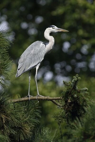 Grey Heron - bird alert on tree branch, Lower Saxony, Germany