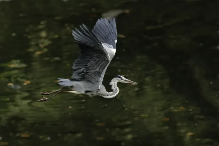 Framed Print : Grey Heron - bird flying over lake, Lower Saxony, Germany Framed Print : Grey Heron - bird flying over lake, Lower Saxony, Germany