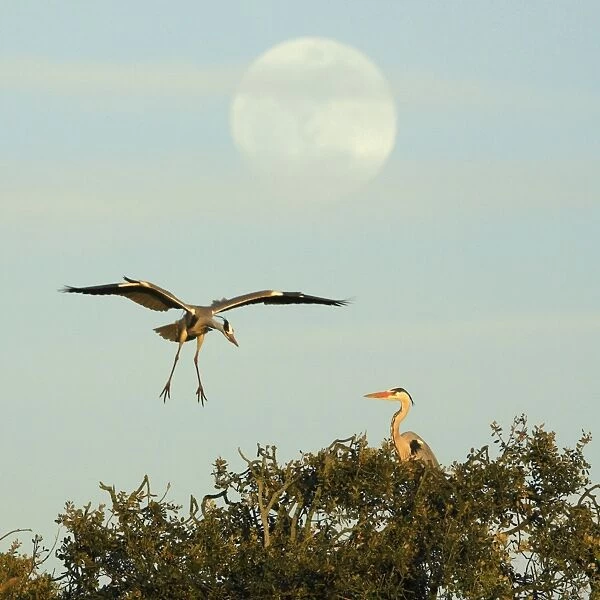 Grey Heron - bird landing at nest, with full moon raising, late evening, Alentejo region, Portugal