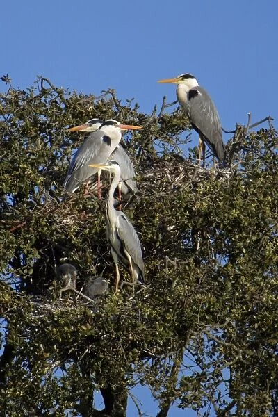 Grey Heron - birds at nesting colony, Alentejo, Portugal