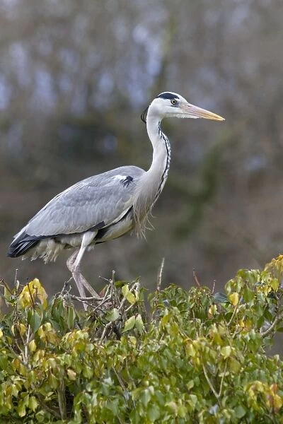 Grey Heron - on bush - Cornwall - UK