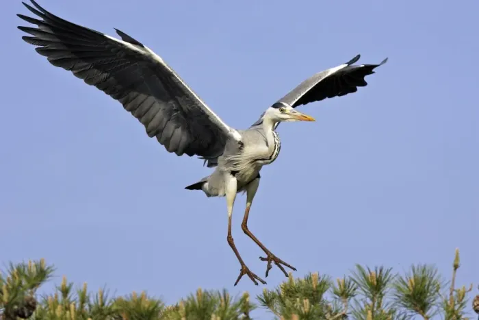 Framed Print : Grey Heron Camargue Bouches du Rhone France Framed Print : Grey Heron Camargue Bouches du Rhone France