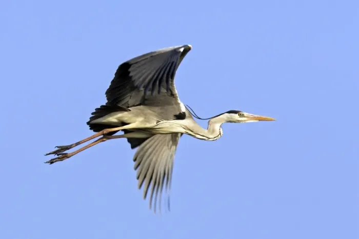 Framed Print : Grey Heron Camargue Bouches du Rhone France Framed Print : Grey Heron Camargue Bouches du Rhone France