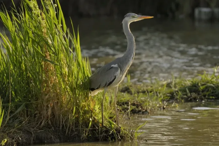 Framed Print : Grey Heron - Camargue - France Framed Print : Grey Heron - Camargue - France
