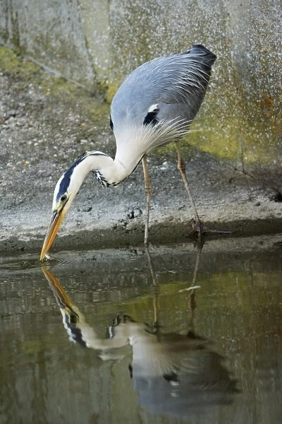 Grey Heron - catching fish, Texel, Holland