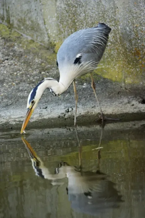 Framed Print : Grey Heron - catching fish, Texel, Holland Framed Print : Grey Heron - catching fish, Texel, Holland