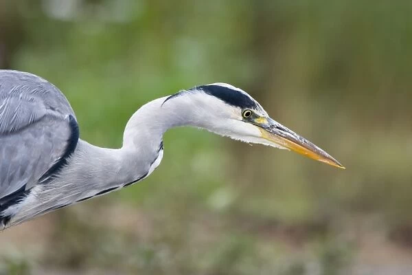 Grey Heron Close up of bird stalking fish in shallow water. Cleveland. UK