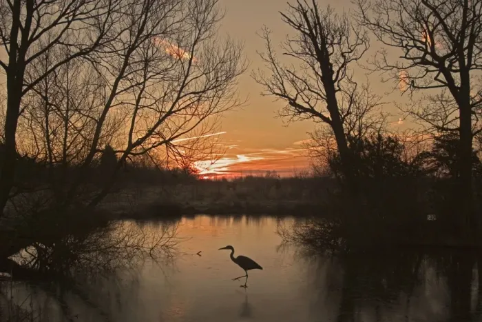 Framed Print : Grey Heron CRH 973 M Walking across a frozen pond Oxfordshire, England Ardea cinerea © Chris Harvey / ardea. com Framed Print : Grey Heron CRH 973 M Walking across a frozen pond Oxfordshire, England Ardea cinerea © Chris Harvey / ardea. com