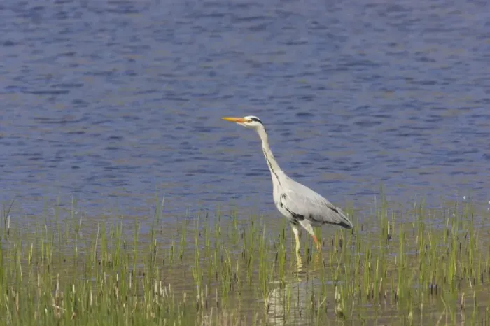Framed Print : Grey Heron - Fishing by side of loch Ardea cinerea South Uist, Outer hebrides Scotland, UK BI016778 Framed Print : Grey Heron - Fishing by side of loch Ardea cinerea South Uist, Outer hebrides Scotland, UK BI016778