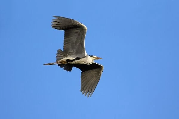 Grey Heron - in flight, Alentejo, Portugal
