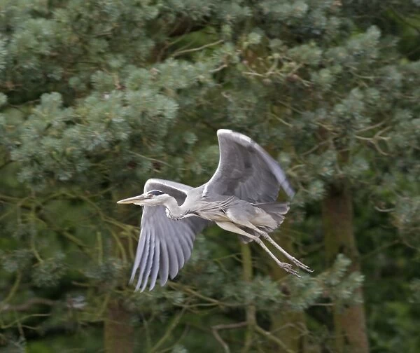 Grey heron – in flight close up Norfolk UK