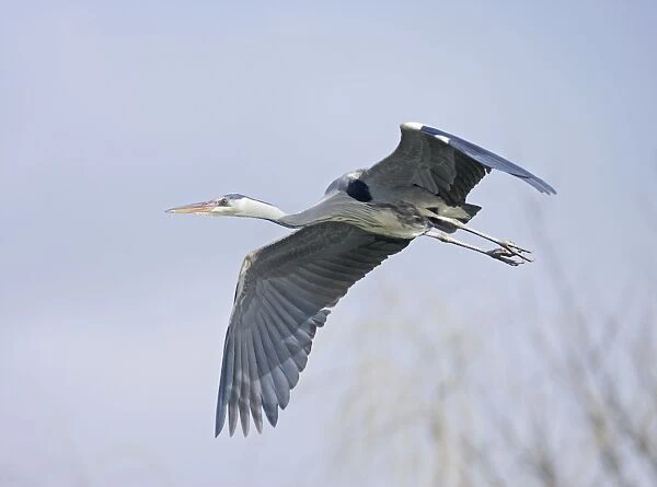 Grey Heron - in flight - Hertfordshire - UK 006948