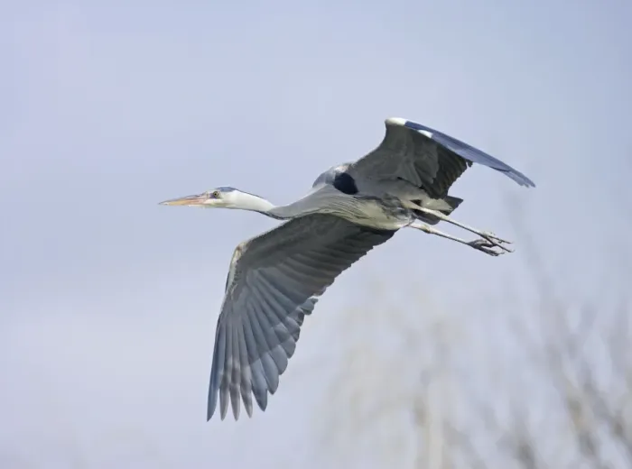Framed Print : Grey Heron - in flight - Hertfordshire - UK 006948 Framed Print : Grey Heron - in flight - Hertfordshire - UK 006948